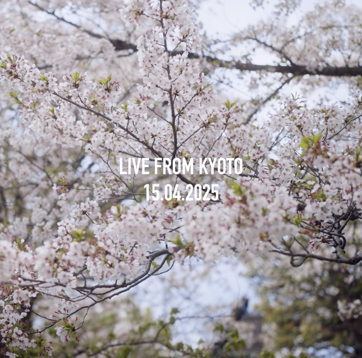 The #DiorFall25 show is live from Kyoto at 12.30pm CEST (7.30pm JST) today right here on X. In these final moments, experience the magnificent cherry blossom of the city's Tō-ji Temple gardens. Tap the card to watch.