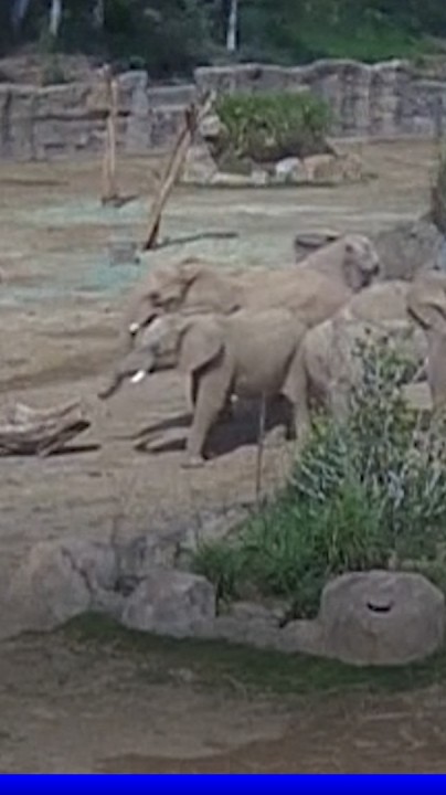 🐘 Séisme en Californie: des éléphants forment un "cercle d'alerte" pour protéger les plus jeunes du troupeau