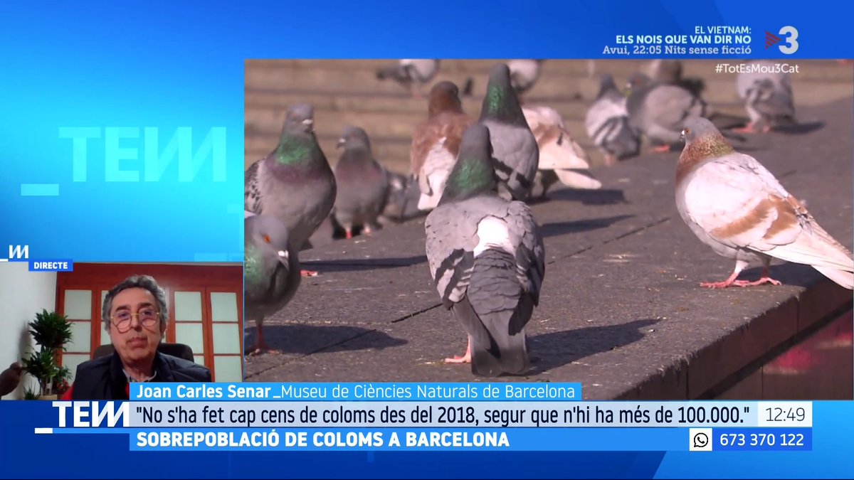 🔴 L'excés de coloms, un problema de salut pública a Barcelona "El 2015 es va deixar de fer control per a l'eliminació d'individus i hi havia 85.000 coloms; el 2018, 113.000, i ja no se n'ha tornat a fer cap cens", Joan Carles Senar, biòleg Museu Ciències Naturals #TotEsMou3Cat