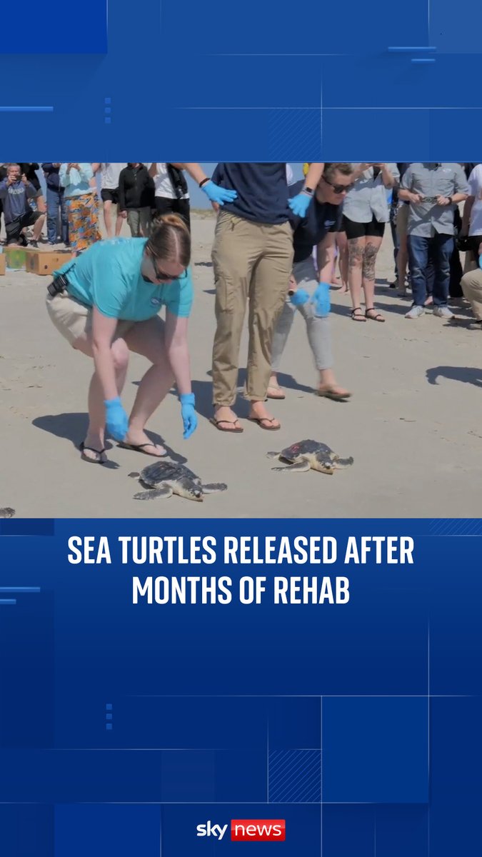 Thirty one sea turtles have been returned to the ocean after spending five months in an aquarium receiving treatment for conditions brought on by cold weather 🐢