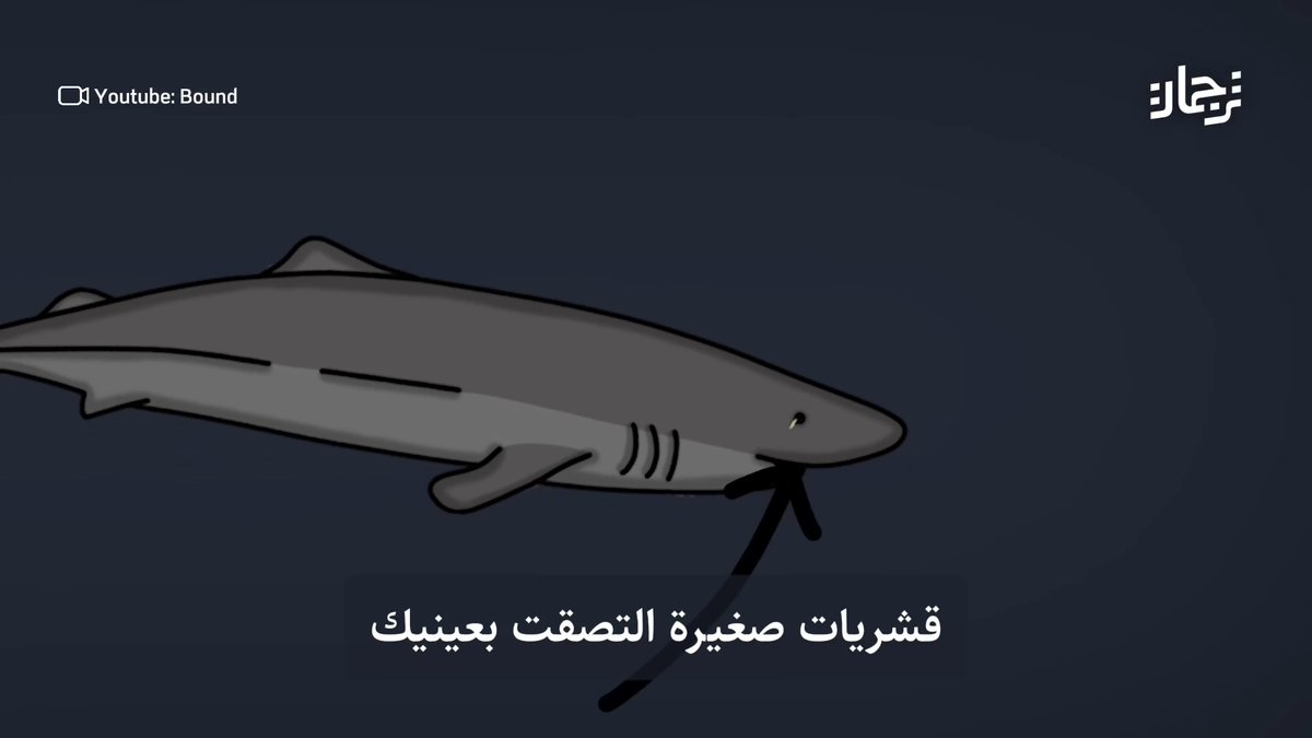 تخيل أن تعيش 400 عامًا من العزلة التامة.. فيديو جميل يجعلك تتخيل حياة قرش غرينلاند، أطول الفقاريات عمرًا على وجه الأرض.