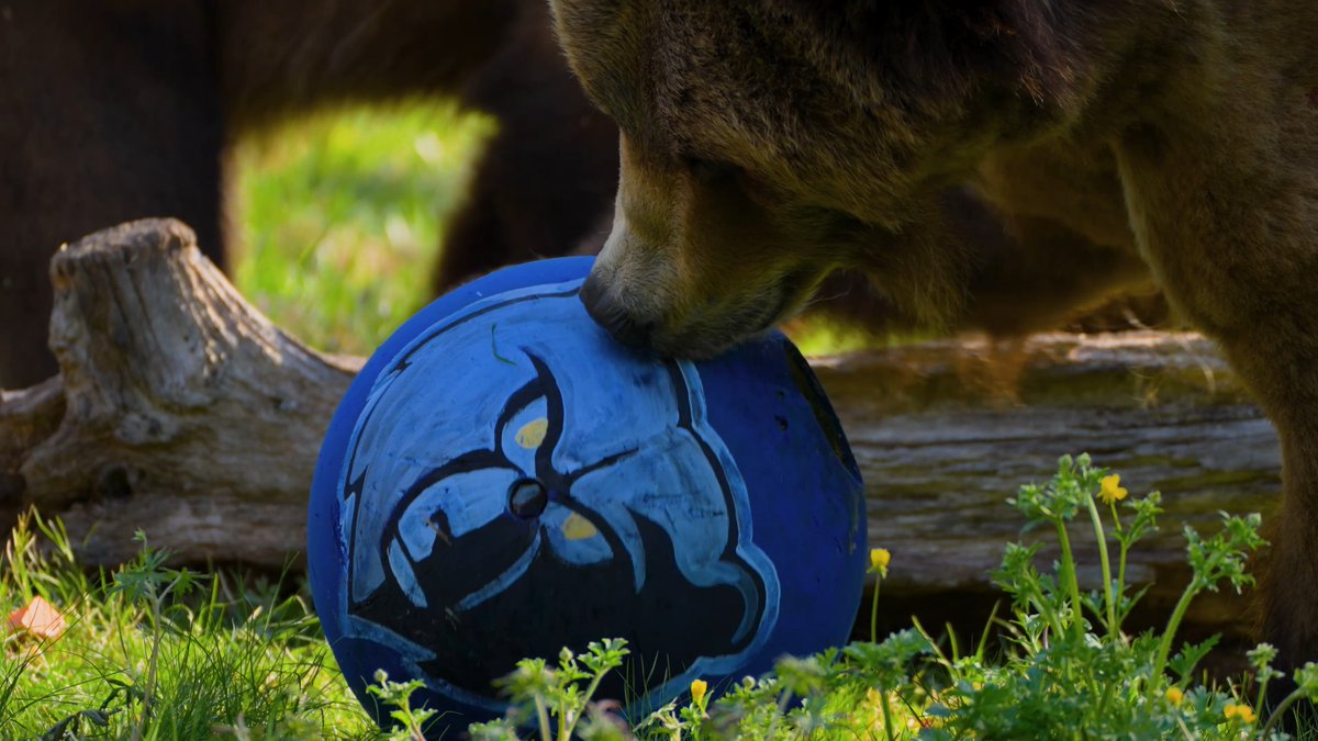 We know ball. We know beasts. And we definitely know Memphis. As the Memphis Grizzlies tip off the NBA Play-In Tournament, the Memphis Zoo sends a mighty ROAR of support their way! 🐻 From the grizzlies that roam the Zoo to the Grizzlies that rule the court, we’re all about strength, strategy, and defending our territory. Let’s bring that playoff energy. Let’s bring that grit. Let’s go, Memphis Grizzlies! #memphiszoo #gogrizz #grizzlies