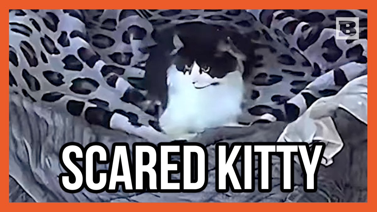 A homeowner captured footage of her cat quickly getting up from a nap as an earthquake hit San Diego