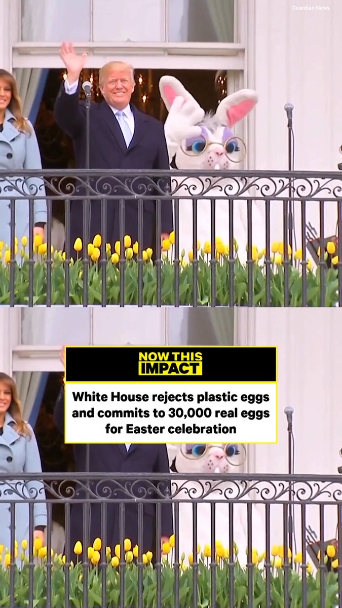 The Trump White House insists on using 30,000 real eggs for its Easter celebration despite soaring egg prices and widespread shortages, while millions of Americans struggle to afford or find eggs.