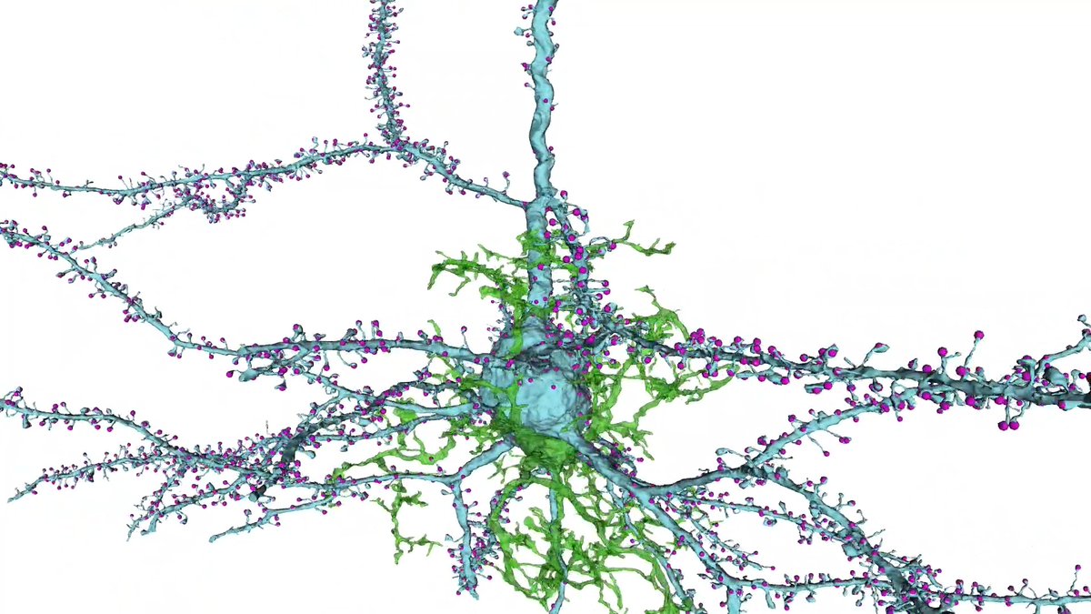 Our scientists developed the MICrONS Explorer, a virtual observatory of the cortex, to support #neuroscience discovery 🧠🔭 This #opendata portal includes #electronmicroscopy-based reconstructions of circuitry from mouse visual cortex.