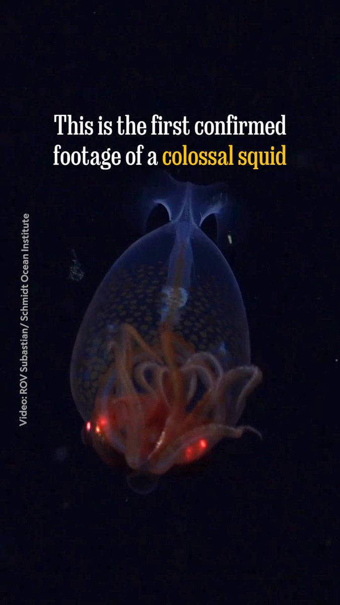 The colossal squid—one of nature’s most elusive animals, and the world’s most massive squid species—was first identified 100 years ago using remains found in the stomach of a sperm whale. Now, one has been filmed alive in its natural oceanic environment for the first time.