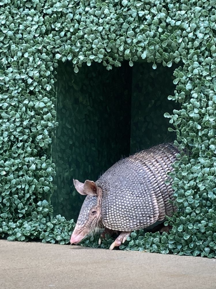 Today we're celebrating Dillon’s 9th birthday! 🎉 This nine-banded armadillo is a cherished member of our Animal Ambassador team. Whether he’s enjoying a messy mealworm feast, zooming on his exercise wheel, or soaking up the sun, Dillon’s days are filled with enrichment, care, and plenty of love from his team. #AnimalAmbassador #SavingWildlifeTogether #Armadillo #DenverZooConservationAlliance