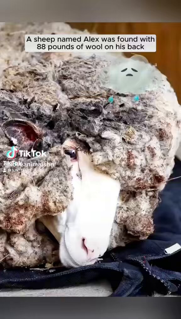 自然で生きていくことの難しさ… 救助された、毛の量が大変さを語る🐏❤️
