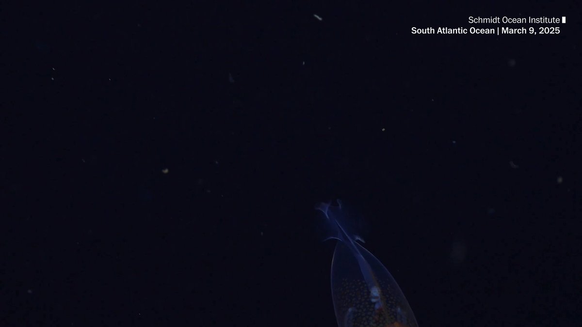 The elusive colossal squid — the world’s heaviest known invertebrate — has been filmed in deep-sea waters in footage confirmed by scientists for the first time, a research institute said Tuesday.