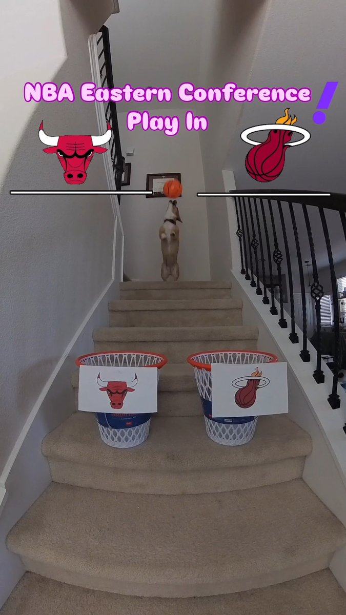 Will the Bulls or Heat advance? 🤔 Air Corgi makes her pick in for the Play-In game 👀