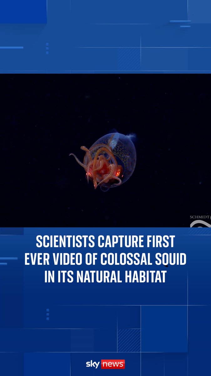 A colossal squid has been filmed in its natural environment for the first time. 🦑 Measuring just 30cm long, the juvenile squid was spotted at a depth of 600m (1,968ft) near the South Sandwich Islands in the South Atlantic Ocean 🔗