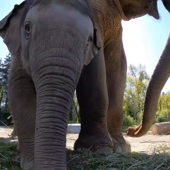 Baby's Day Out ☀️ Tula-Tu explored outside in Elephant Lands for the first time yesterday! Now that the weather is warmer, she'll be spending more time playing in the sun with her mom and aunties.