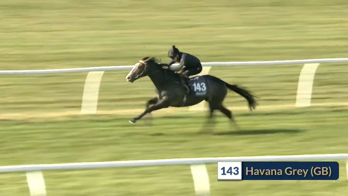 Here's the breeze that saw Malcolm Bastard's Havana Grey colt go on to fetch 1,750,000gns from Amo Racing at the #TattsCraven Breeze Up. 𝑹𝒆𝒄𝒐𝒓𝒅 𝒑𝒓𝒊𝒄𝒆 𝒇𝒐𝒓 𝒕𝒉𝒆 𝒔𝒂𝒍𝒆.