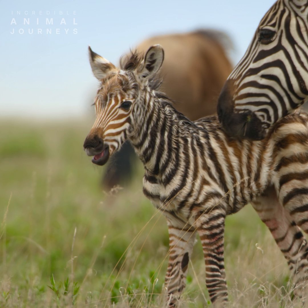 Watch out, world! These baby zebras in Tanzania’s Serengeti may look small, but they have big personalities 🦓 #ourHOME #IncredibleAnimalJourneys is now streaming on Disney+. Stream the #ourHOME collection all month long.