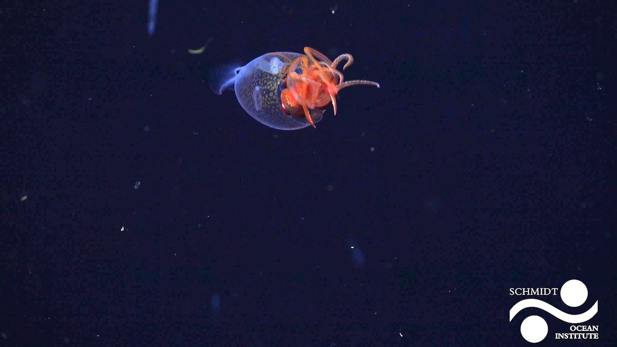 This colossal squid has been filmed in its natural habitat for the first time. Learn more: