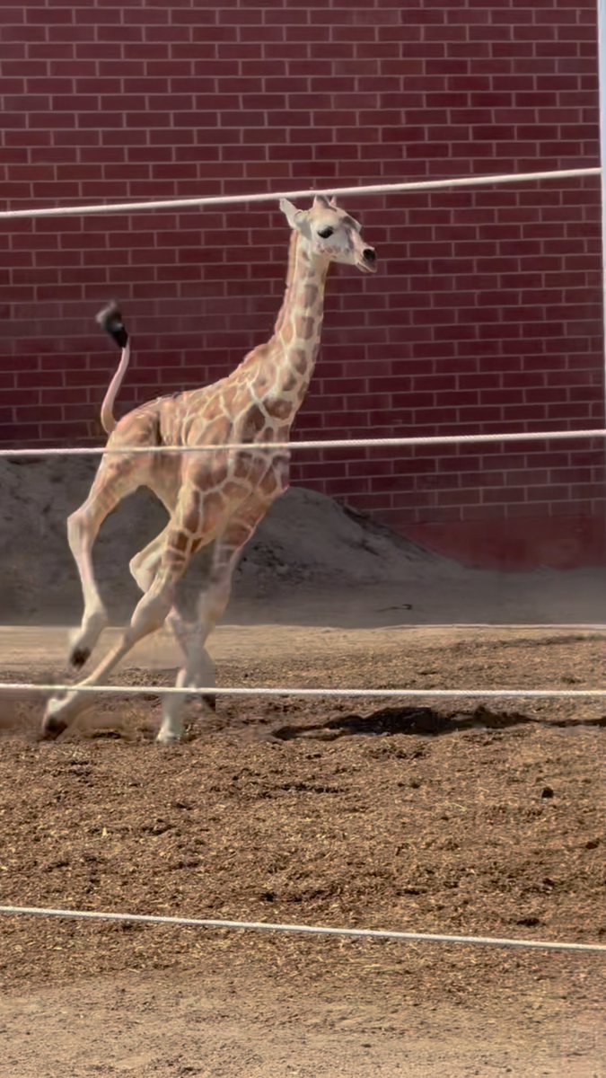 Go, baby, go! DZCA Volunteer Photographer Jo Ashton recently shared this adorable video of BB’s baby zooming around his habitat! Did you know giraffes can run up to 35 miles per hour? 🏃💨🦒 #DenverZooConservationAlliance #BabyGiraffe #ZooBaby #Zoomies #BabyZoomies #Baby #BabyBoy #SavingWildlifeTogether