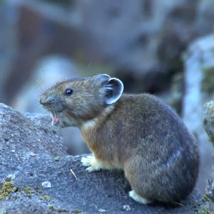 Eep! Calling all pika watchers