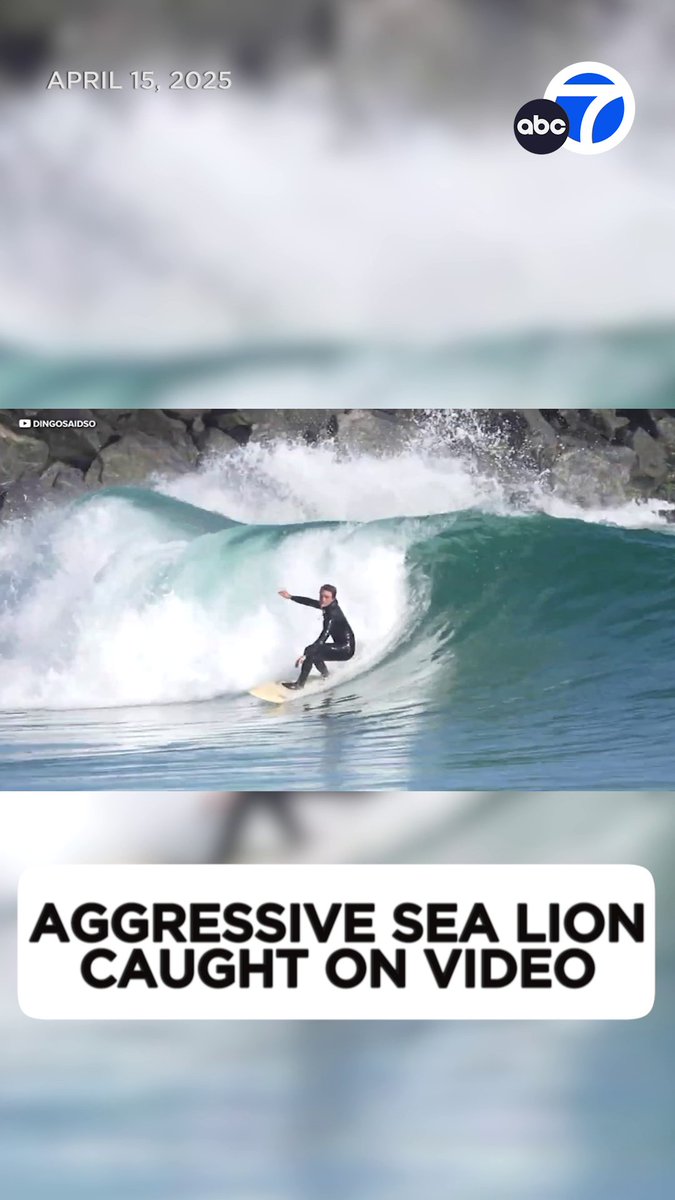 Shocking video shows an aggressive sea lion actively going after people in the water and on shore. Experts say a toxic algae bloom in the water is making marine mammals sick and changing their behavior.