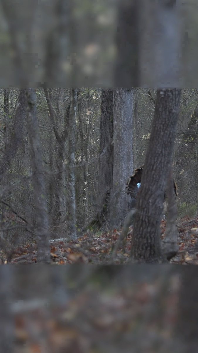 Drumming in the hardwoods. #Realtree