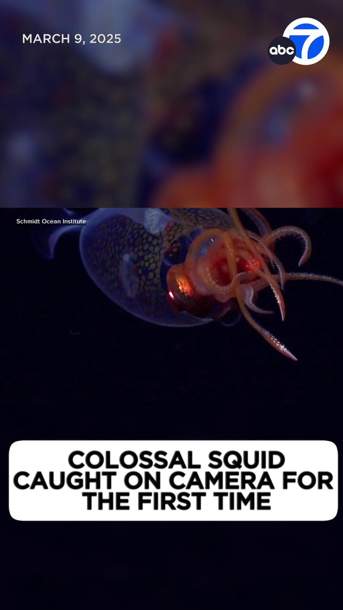 A colossal squid was filmed in its natural environment by scientists for the first time since its identification and naming 100 years ago, according to the Schmidt Ocean Institute. 👀🦑 Read more here:
