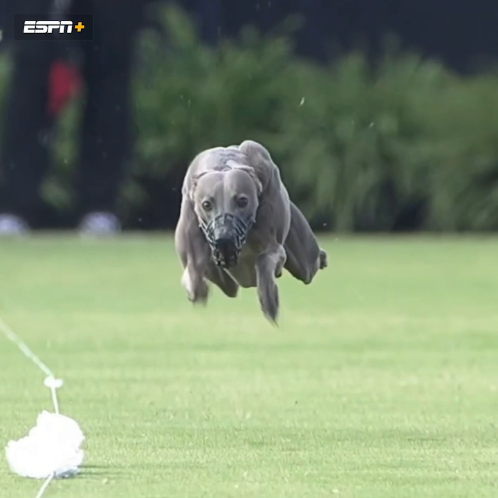 Turns out the greatest athlete alive is a dog named Winston 👀