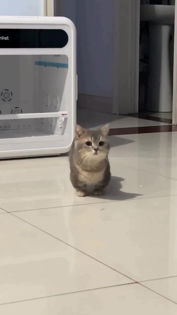 Adorable cat is so cute and beautiful 😽💜