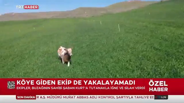 🐮 'Firari buzağı' 8 aydır yakalanamıyor. Diyarbakır’da 3 aylıkken ahırdan kaçan buzağı yabanileştiği için kimseyi yanına yaklaştırmıyor. Sahibi ise her gün buzağısını aramaya çıkıyor.