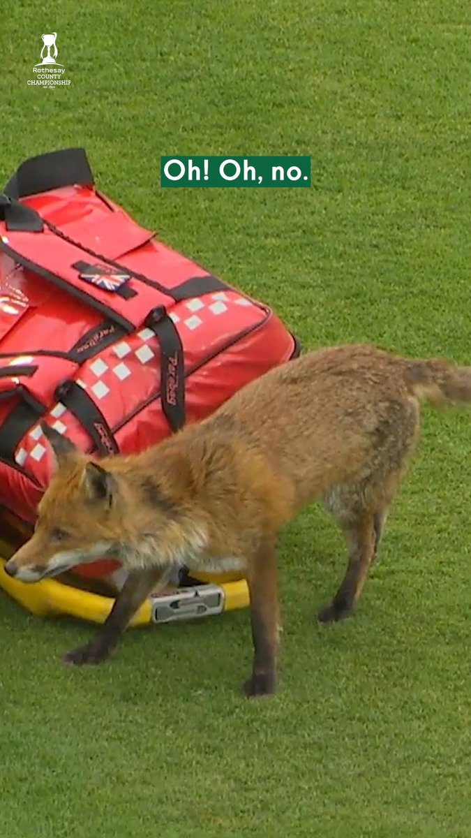 A fox on the outfield at Lord's.