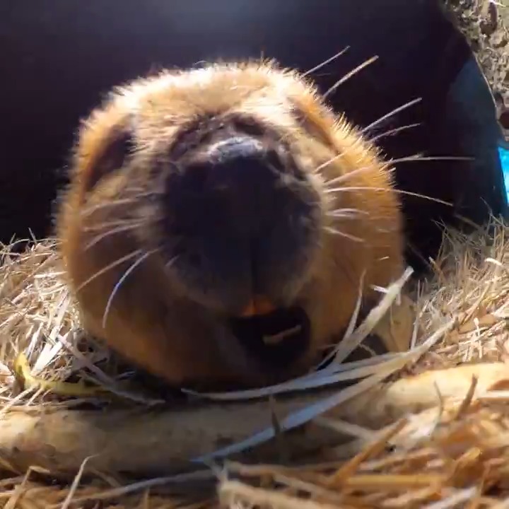 Happy Beavday Filbert! 14 boops for 14 years with the Senior Branch Manager 🦫