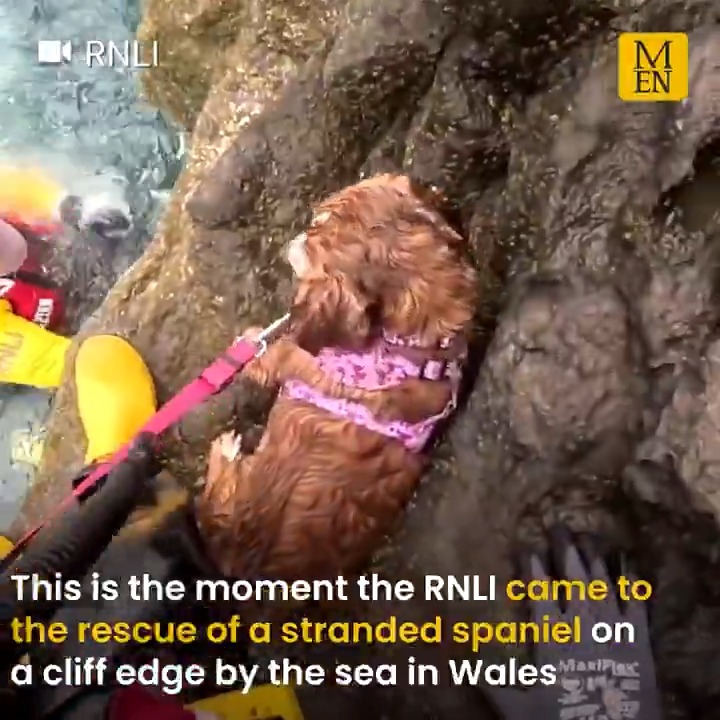 🎥 This is the moment RNLI volunteers in Moelfre, on Anglesey in Wales, came to the rescue of a spaniel who had been having fun and chasing her ball when she got stuck on a cliff edge by the sea.