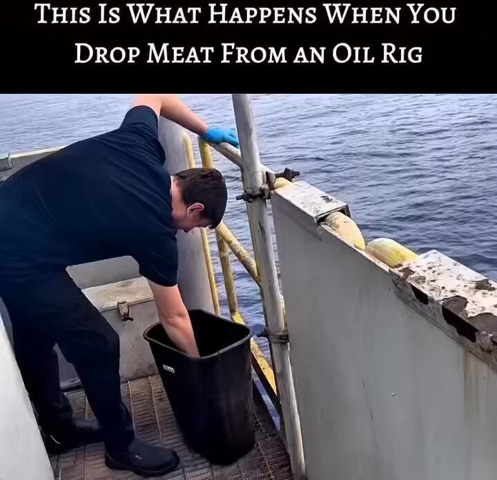 Don’t fall off an oil rig 😬👇🏻🦈