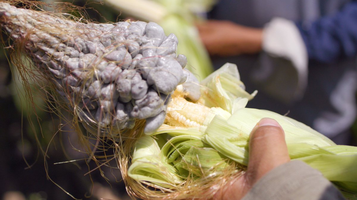 The US spent millions eradicating corn smut (Huitlacoche). Now it's a fine-dining delicacy