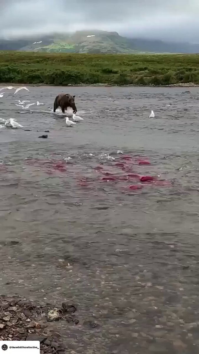 A Bear Dining On Fresh Salmon