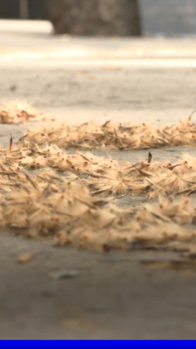 "Les pollens sont plus agressifs": les allergies sont de plus en plus nombreuses et plus longues