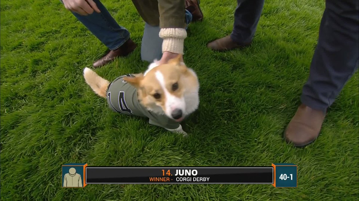 🏆🐶 JUNO HACKS UP TO TAKE THE CORGI DERBY 🐶🏆 All class, passion and power 💨 #ITVRacing | Musselburgh Racecourse