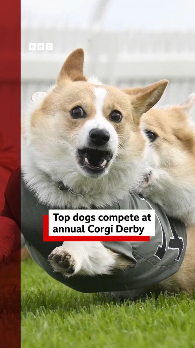 In a hotly-contested race, competitive spirits were high and teeth were occasionally bared at this year's Corgi Derby. Read more ➡️