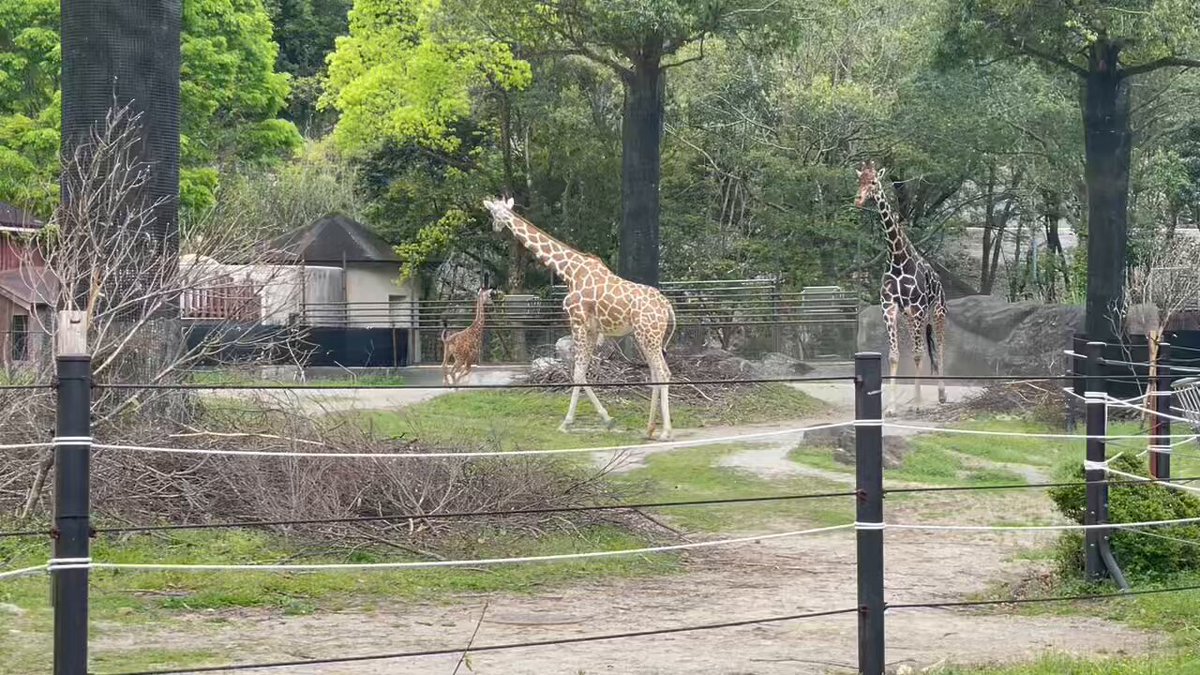 生後1ヶ月を迎えた赤ちゃんキリン♀が元気に駆け回るなど超アクティブ🦒 3択のお名前投票は今日4/20までです #キリン #アミメキリン #のいち動物公園