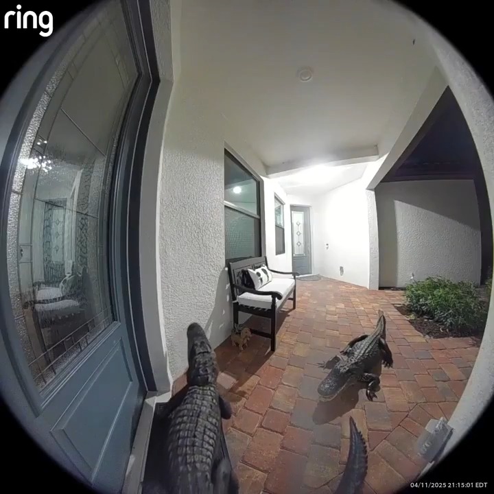 Jehovah's Witnesses are different in Florida... 🐊 #gator #Florida #FloridaMan #FrontDoor #dinosaurs