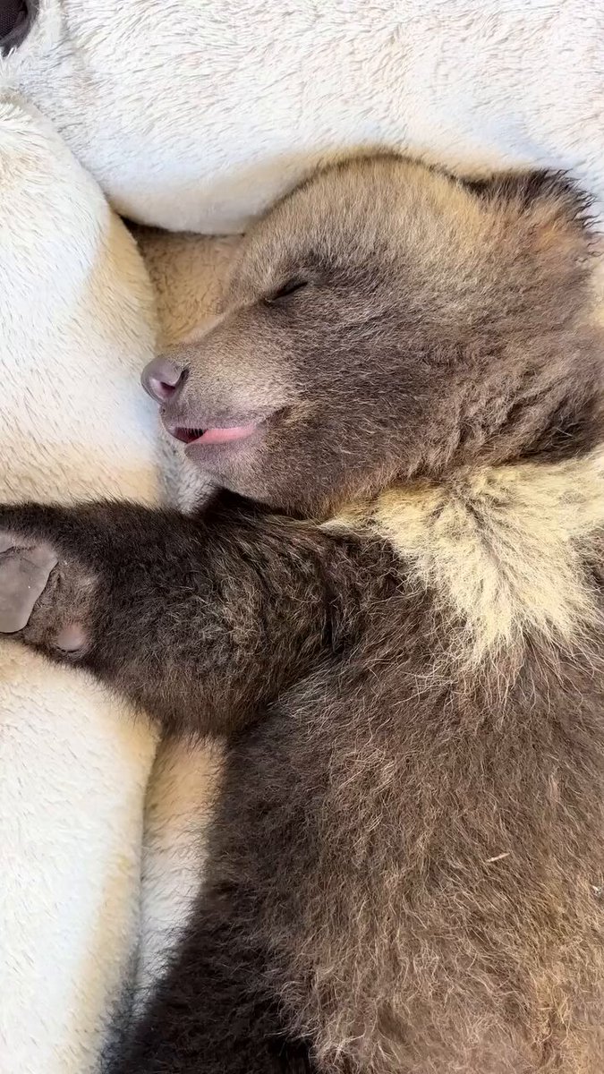 The little bear's snoring sounds just like a human