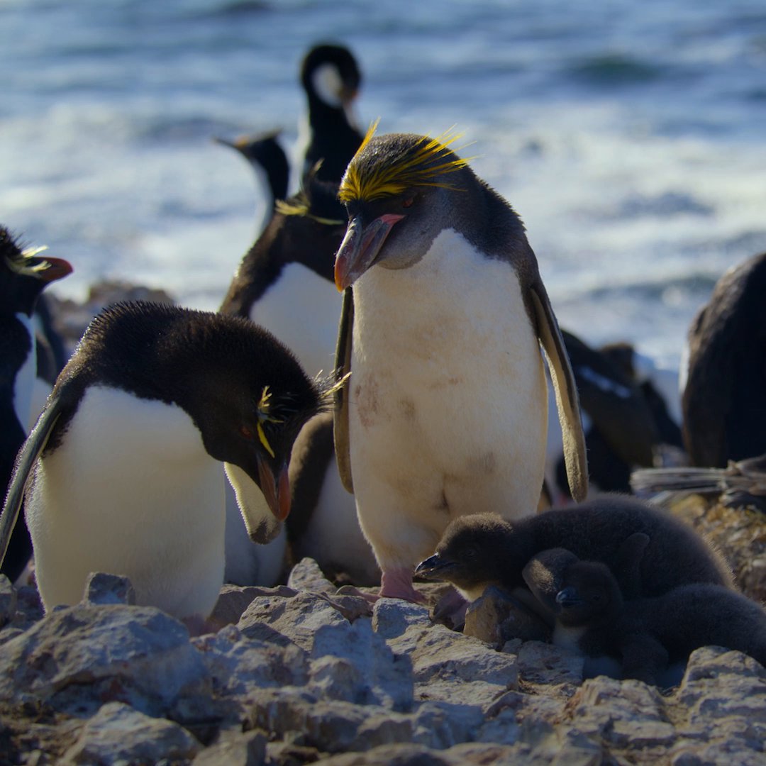 A love story like this could change everything we know about penguins 🐧 #SecretsOfThePenguins premieres tonight at 8/7c on National Geographic TV, streaming tomorrow on Disney+ and Hulu.