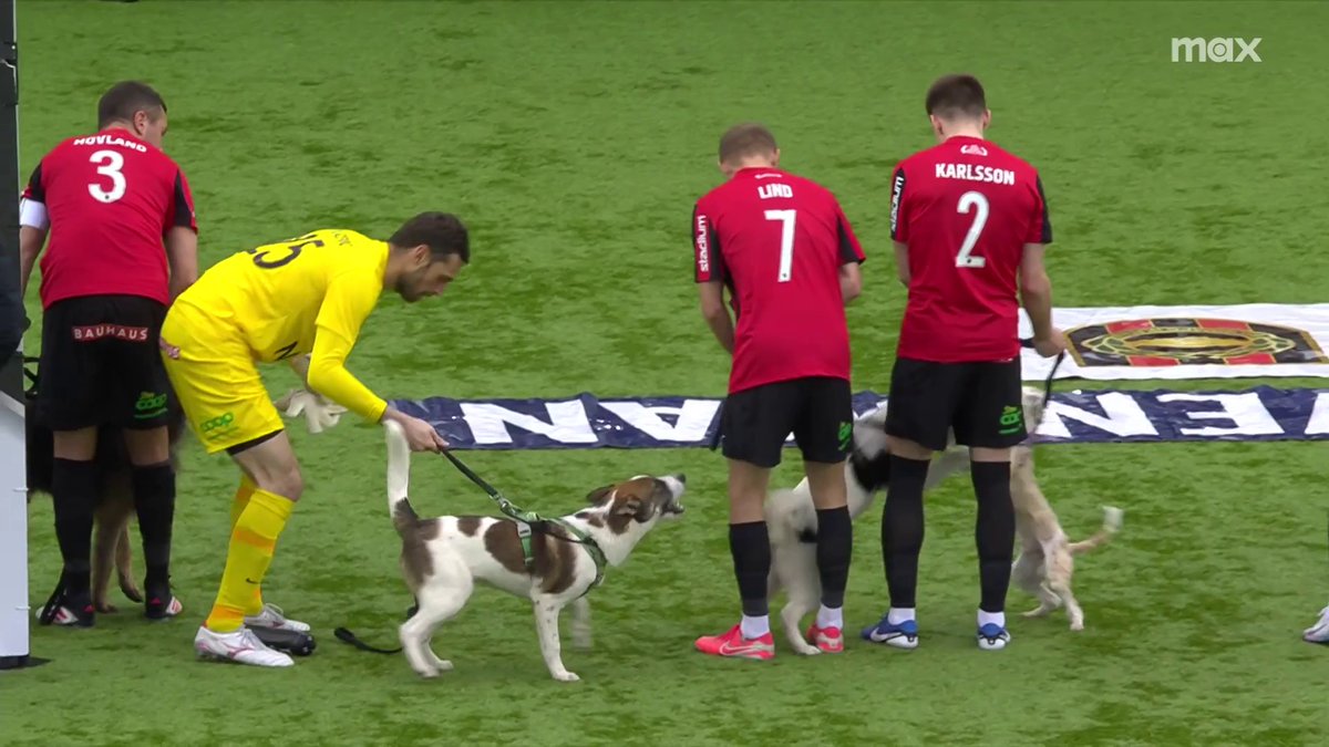 🎙 "Ett bedårande initiativ" BP-spelarna har med sig hundar in på planen vid inrmarschen 👀🐕 📲 Se BP - IFK Värnamo på Max