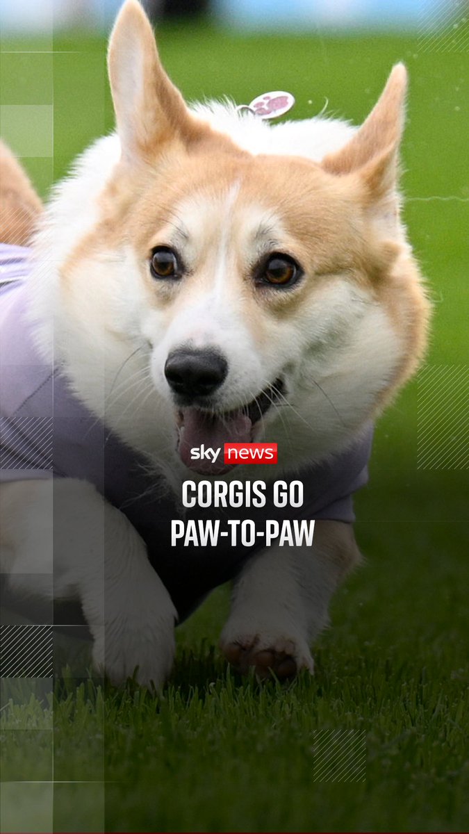 Corgis went paw-to-paw in the annual Corgi Derby 🐶 The contest first launched in 2022 to mark Queen Elizabeth II’s Platinum Jubilee🐶