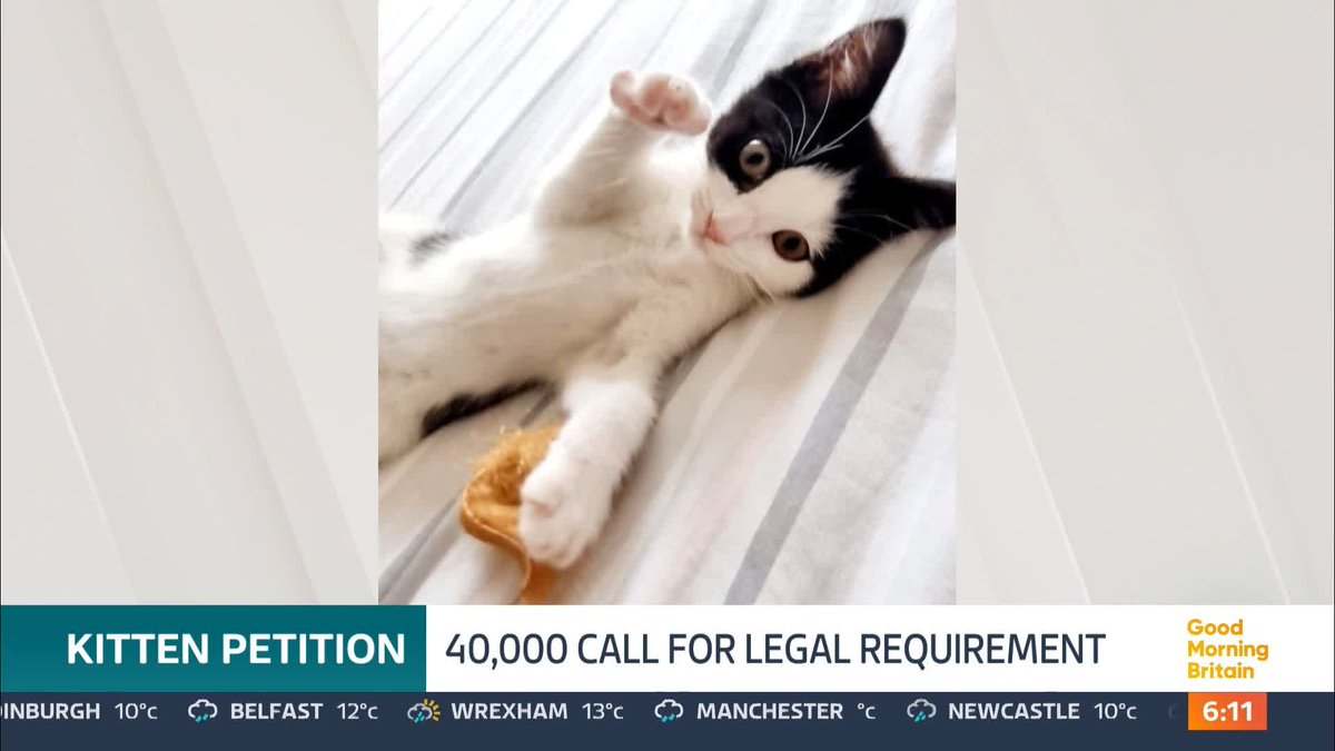 More than 40,000 people have signed a petition calling for a law to make it mandatory for drivers to report hitting cats. Currently, drivers only have to report hitting animals like dogs and livestock but a new campaign supported by the RSPCA, is calling for that to change.