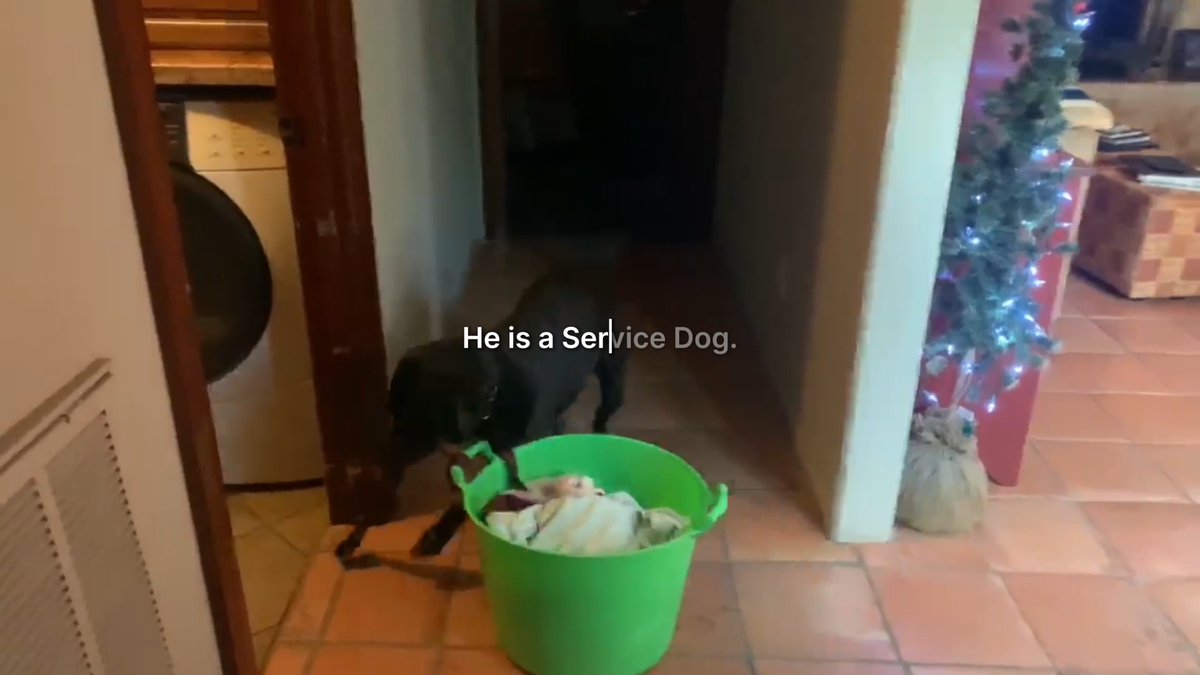 Hundreds of shelter dogs have been saved by Service Dogs Inc. Hundreds of hours of work have been saved by using Notion. (That made for a less cute video, so we’ve let them do the talking.)