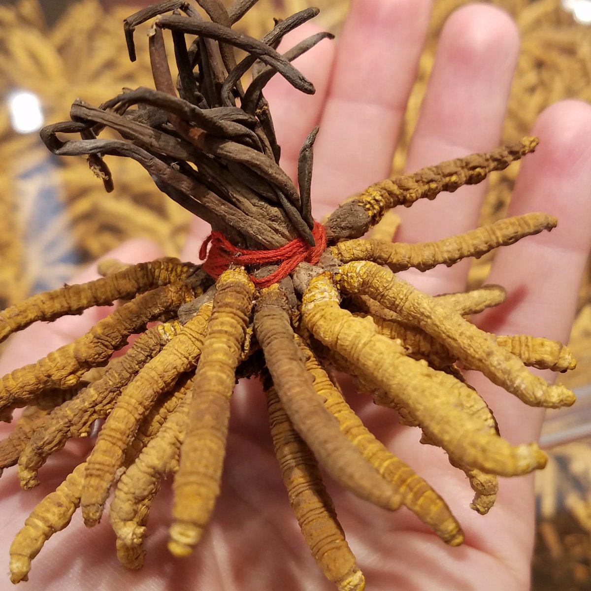 Why this deadly fungus is so expensive