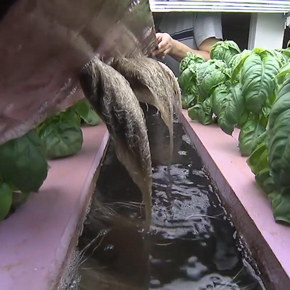 魚の養殖と水耕栽培を組み合わせる米国パデュー大学の試みを紹介した動画。水槽で魚を飼い、有機物で汚れた水を微生物などを用いて処理し、肥料を含む水として植物に供給。水の多くを循環させるため、必要な水量は屋外で農業を行う場合の１割程度とのこと。 via Insider Tech
