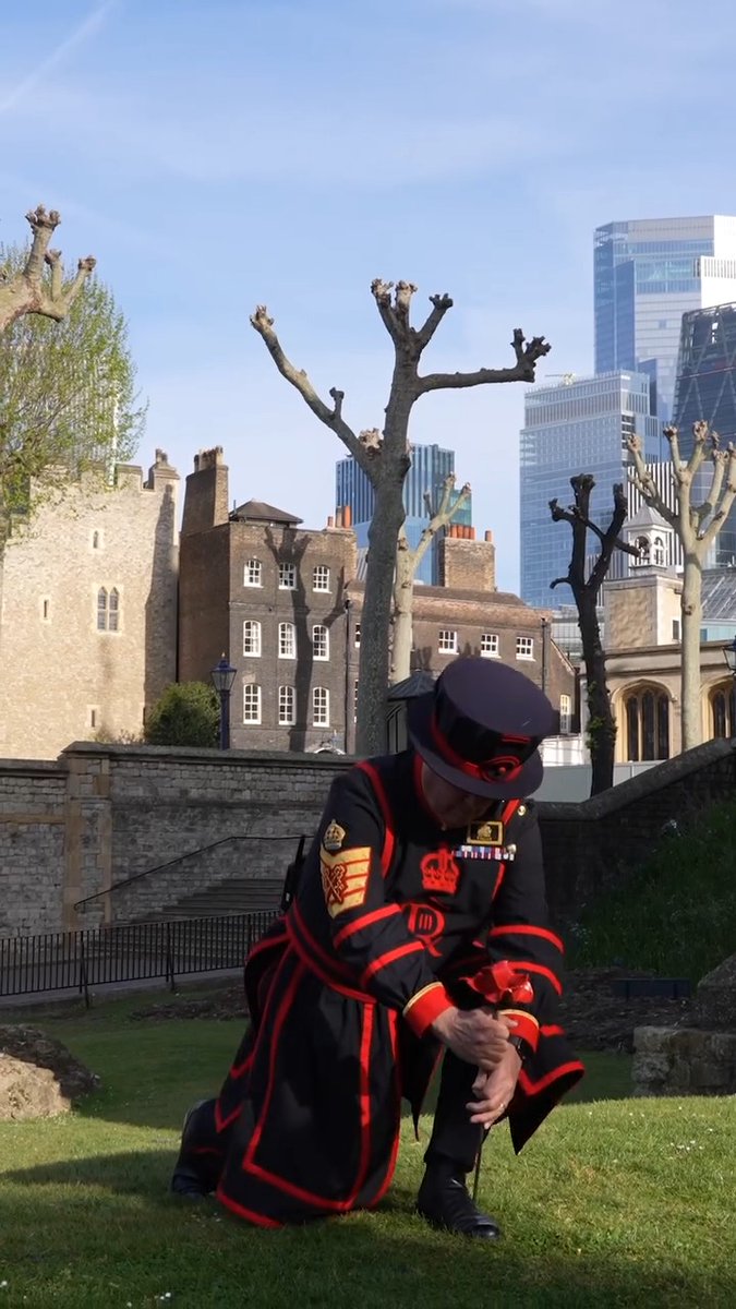 The first poppy has been planted at the The Tower of London 🌺 Chief Yeoman Warder Rob Fuller planted the first of almost 30,000 ceramic poppies for The Tower Remembers commemorative display. 📆 6 May - 11 Nov 25 ➡️ 🌺 Ceramic poppies on loan from Imperial War Museums