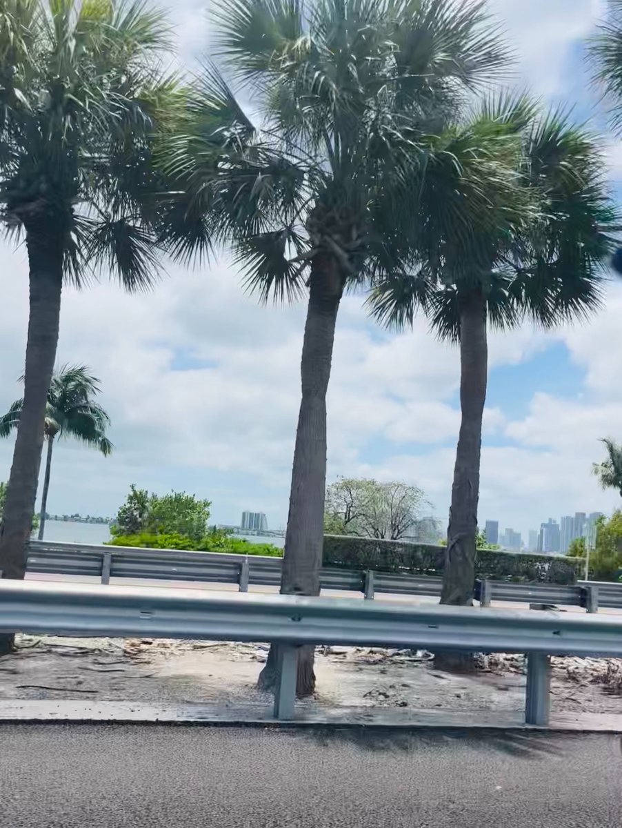 the sights &amp; sounds of spring in Miami ☀️🌴🌊