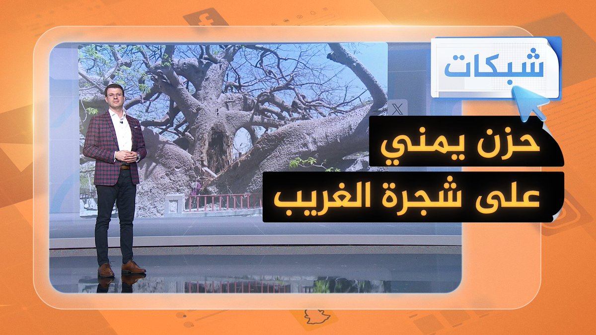 عمرها 2000 عام.. حزن يمني على انقسام شجرة الغريب التاريخية #شبكات