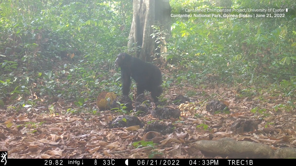 You don’t have to venture far to observe humans in the wild sharing a few drinks at mealtime. But we’re not the only ones. For the first time, wild chimps have been recorded indulging in alcohol together.